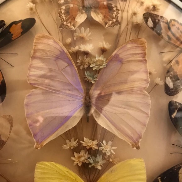Vintage butterfly and dried flower wall hanging - Picture 2 of 8